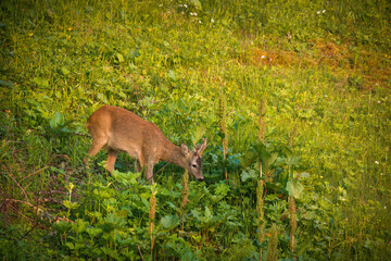 a young roe buck in the sunrise on a mountain meadow at a summer