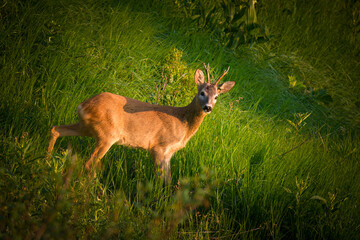 a young roe buck in the sunrise on a mountain meadow at a summer