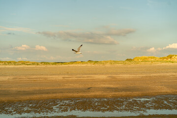 beach in denmark with a seagull