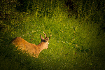 a young roe buck in the sunrise on a mountain meadow at a summer