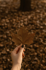 A hand holds a brown maple leaf against a background of brown, fallen leaves.