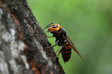 樹液を吸うオオスズメバチの女王蜂