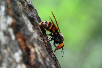 樹液を吸うオオスズメバチの女王蜂