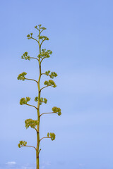 A tall agave plant with green buds against a clear blue sky. The plant stands upright, showcasing...