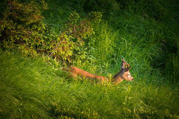 a young roe buck in the sunrise on a mountain meadow at a summer
