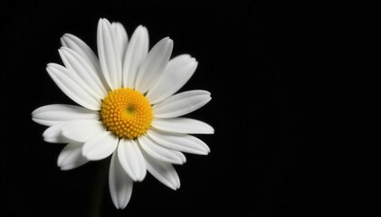 Obraz premium Single white daisy, stark contrast against black background, clean, photo