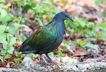 Nicobar Pigeon, a tropical bird which has stunning iridescent plumage with shades of green, blue and copper