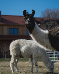llama with a blue sky