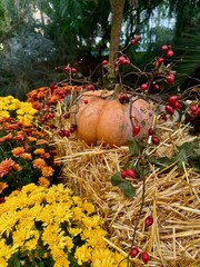 Pumpkin and Chrysanthemums in Autumn Garden Decor