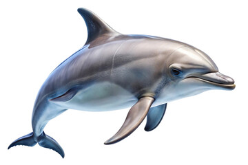 Obraz premium Swimming dolphin with shiny skin isolated on transparent background