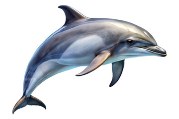 Fototapeta premium Dolphin with soft gray skin and curved dorsal fin isolated on transparent background