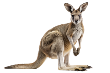 Red kangaroo standing upright and looking forward with long tail and big ears on black background