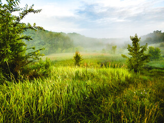 Morning landscape: field with tall grass and trees in fog under blue sky.