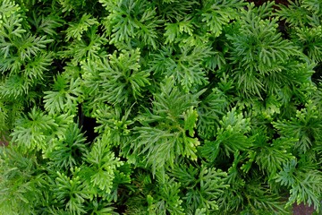 Close-up of lush, green fern-like foliage with intricate, feathery leaves creating a dense and vibrant natural texture.
