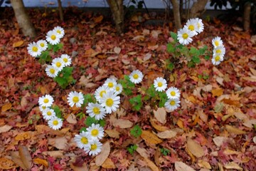 White daisies (Chrysanthemum japonicum) blooming amidst fallen autumn leaves in Yufuin, Japan. The...