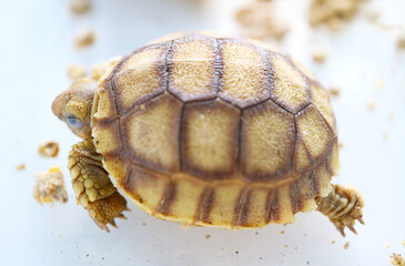 Closeup of an Adorable Baby Sulcata Tortoise Napping in Warm Sunlight