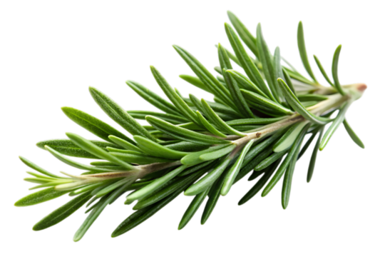 Fresh green rosemary sprig with needle like leaves