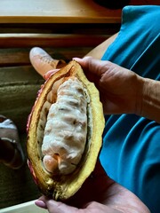 Freshly Opened Cacao Pod in Hand