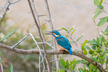 木の枝にとまる鮮やかなカワセミの姿