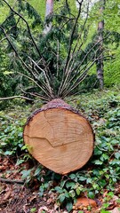Tree Trunk with Radiating Branches in Forest