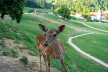 A curious young fallow deer stands attentively on a grassy slope, with a picturesque valley and church in the background