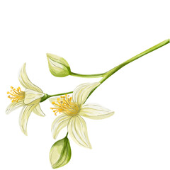   Watercolor Lemon Border and Garland Clipart on Black. Hand-painted watercolor lemon garland and floral border with leaves and blossoms on black background. Perfect for wedding decor, invitations, la