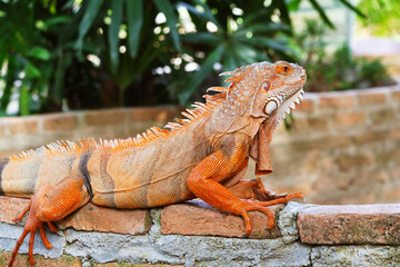 Amazing Gradient Orange Color and Pattern Green Iguana Relaxing in the backyard