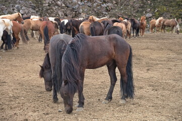 A herd of Icelandic horses on a pasture