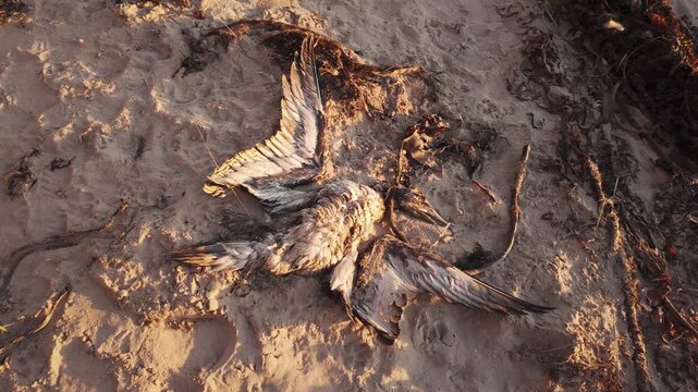 Dead rotting seagull on a sandy beach stock footage