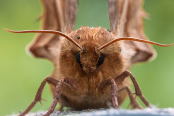 Macro de Sphinx du tilleul 