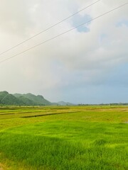 green field and blue sky