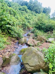 mountain river in the forest