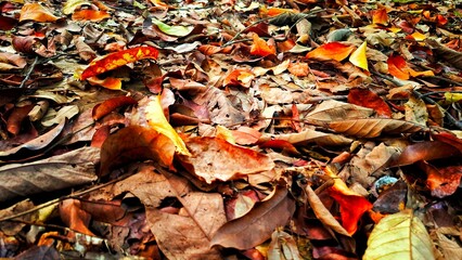  Background of dried leaves on the ground that have dried and fallen from tropical trees. The...