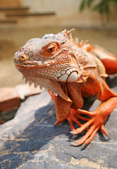 Closeup of the Details of a Vivid Orange Color Green Iguana