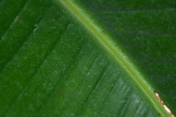 Close-up view of dust accumulation and erosion on palm tree leaves in indoor setting during...
