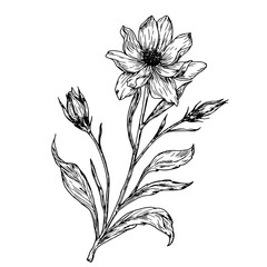 Wildflowers with buds and leaves, black and white sketch. Vector illustration.Einacea, wild tulip, meadow flower, isolated on a white background. The theme of nature, spring and summer