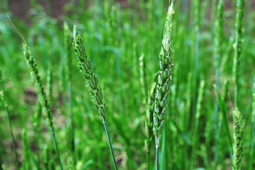 green wheat field