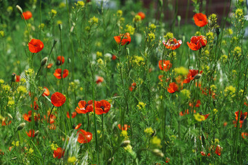 Fototapeta premium red poppies growing in the field in sunlight