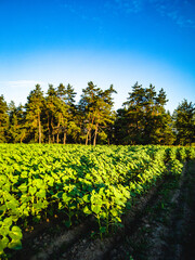 Field with green sunflowers and forest against blue sky. Sunlight creates a cozy landscape.