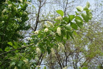 Blooming branch of Prunus virginiana in mid May