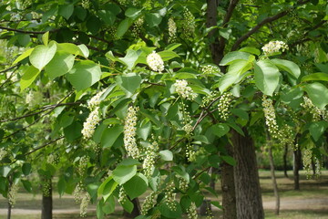 Emerging white flowers in the leafage of Prunus virginiana in mid May