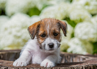 jack russell terrier puppy
