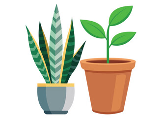 Two potted plants a snake plant and a leafy green plant illustration
