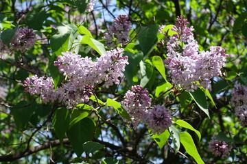 Buds and light mauve flowers of Syringa vulgaris in mid May