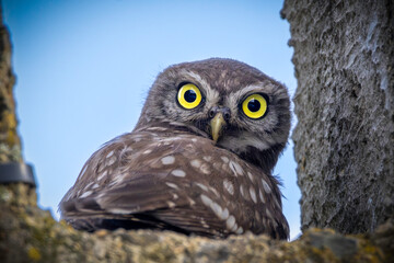 cute curious little owl portrait