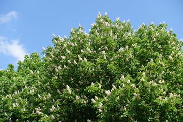 Blue sky and blossoming horse chestnut tree in mid May