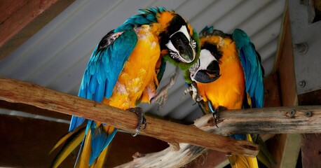 Vibrant macaws perched on branches