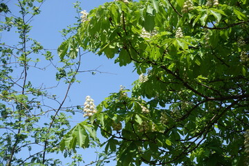 Clear blue sky and flowers of horse chestnut tree in mid May