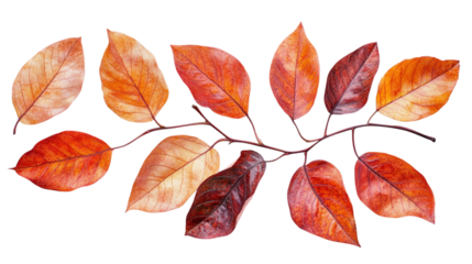 • A group of autumn leaves in warm shades of orange and red, isolated on white background in HD 