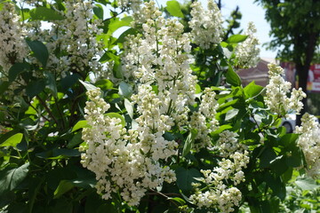 Buds and white flowers of double flowered lilac in mid May